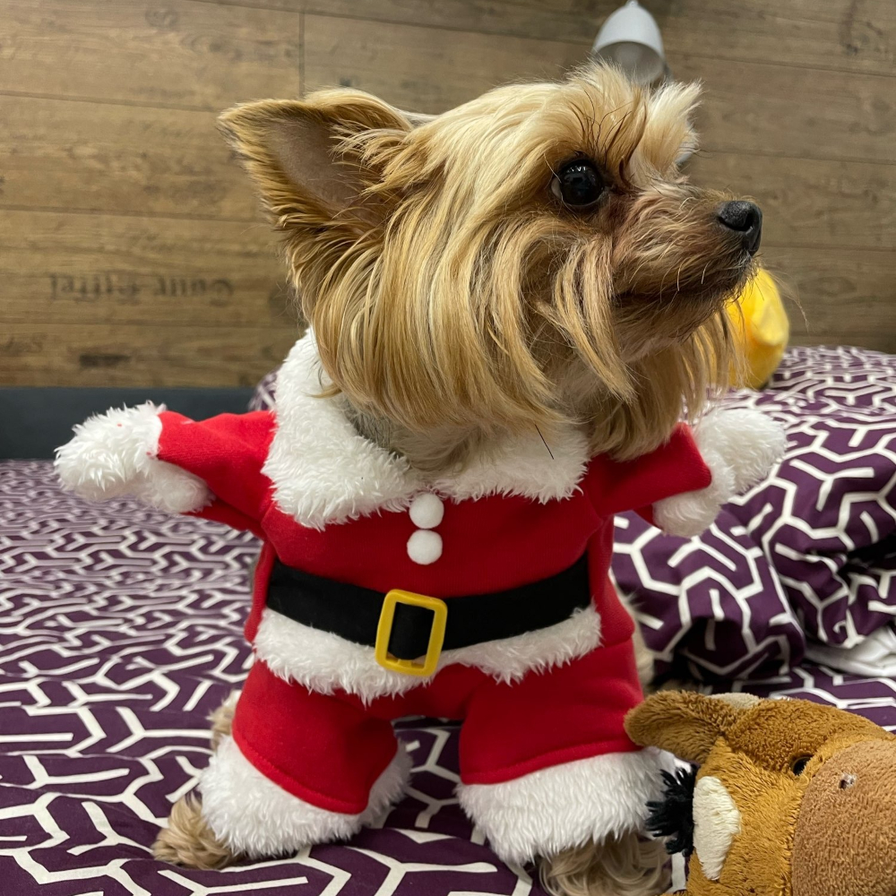 Winter Pet Dog Jacket Coat For - Winter Clothing Dress Up บทวิจารณ์และราคา